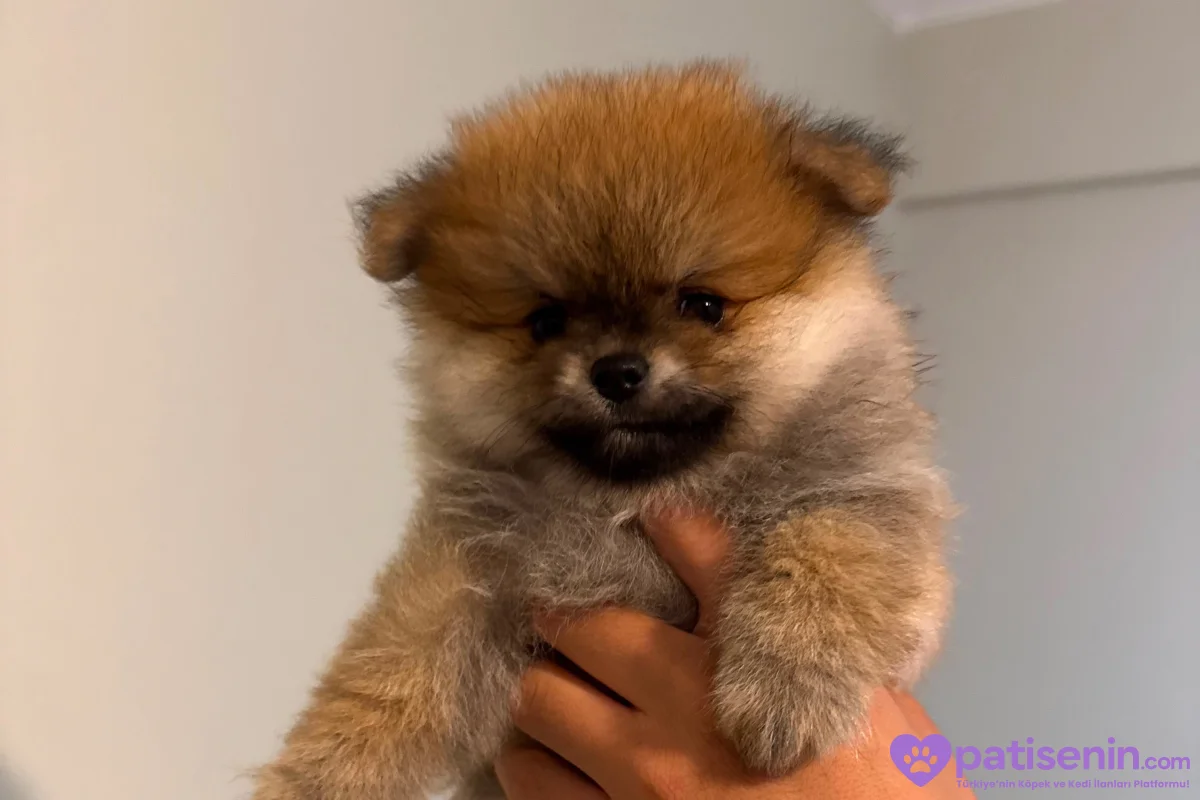 POMERANİAN BOO (AYI SURAT) 1