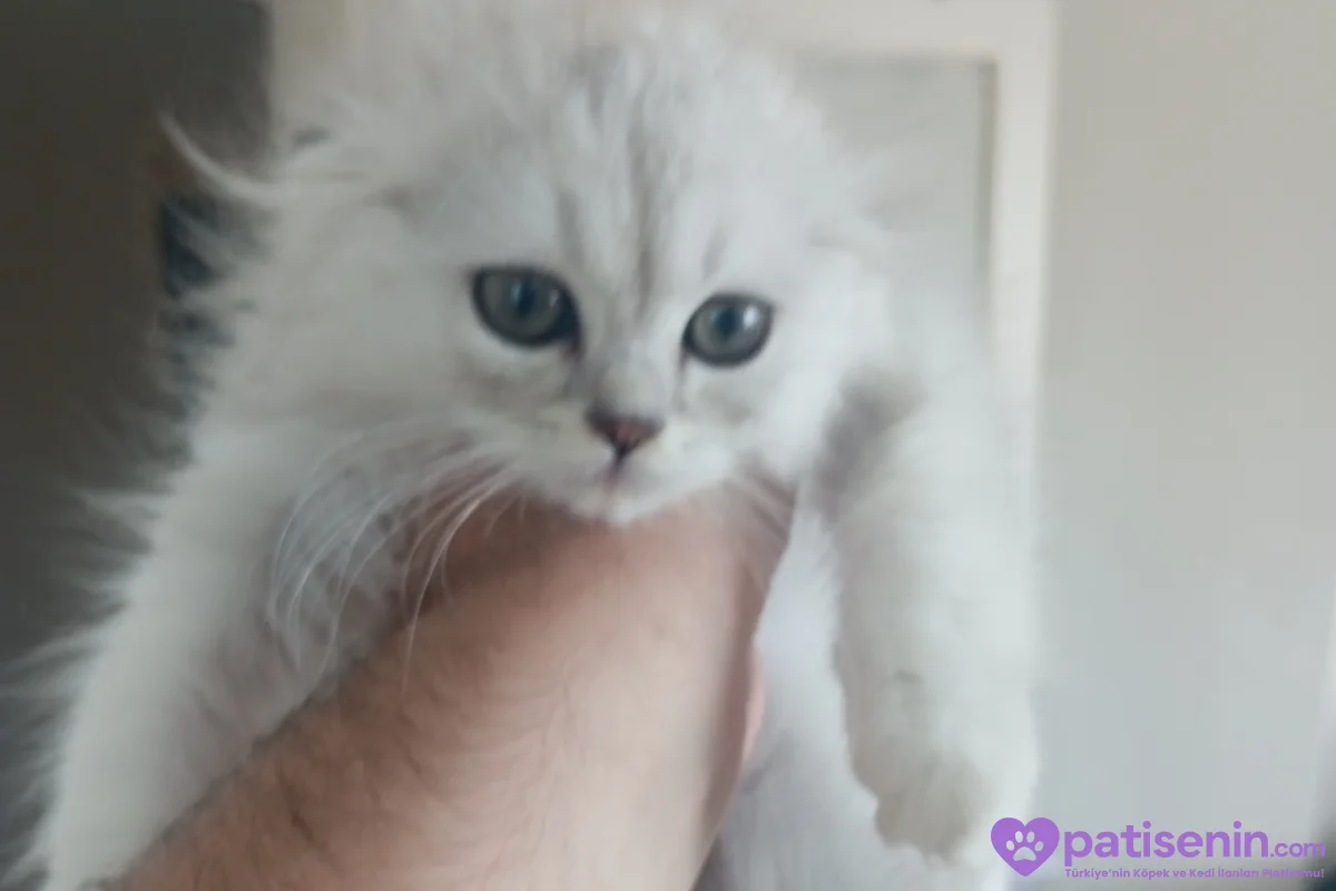 Scottish longhair erkek 4