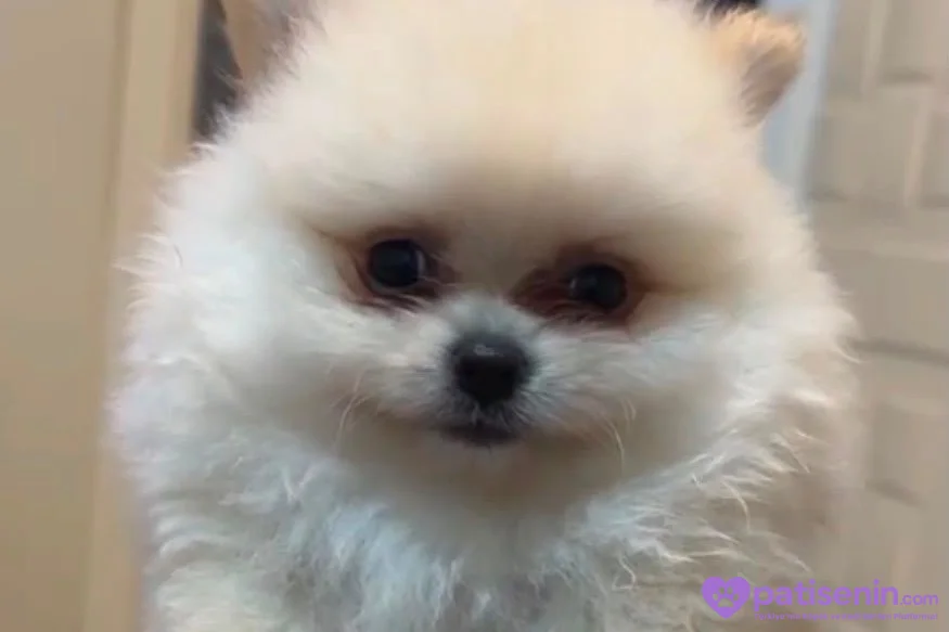 POMERANİAN BOO (AYI SURAT) 3