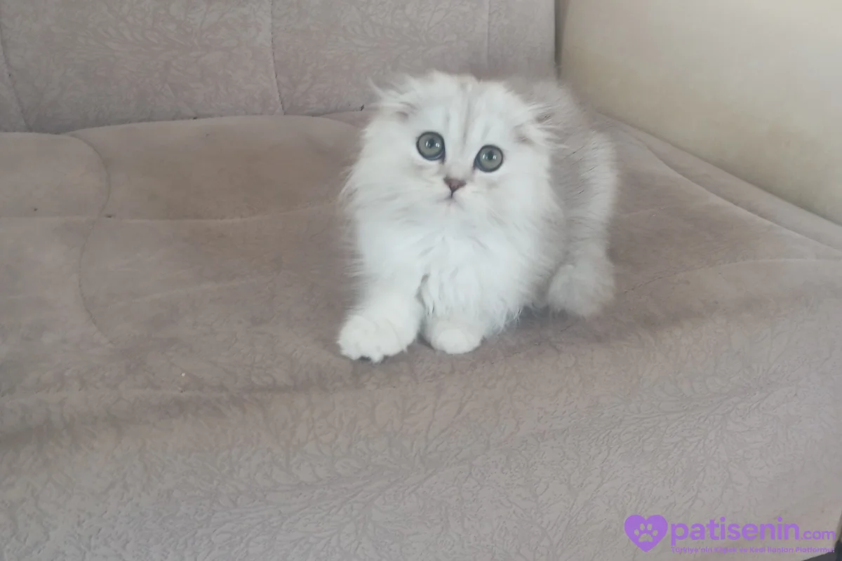 Scottish longhair erkek 3