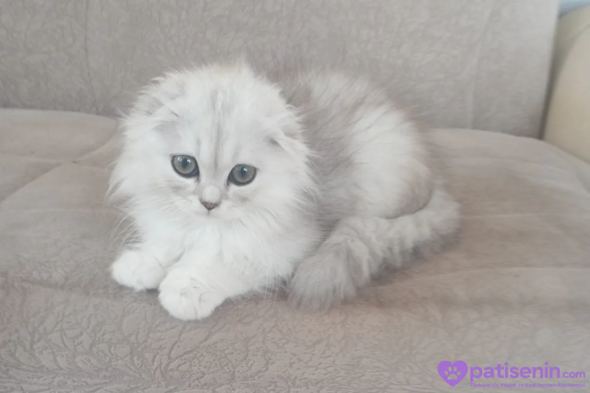 Scottish longhair erkek 2