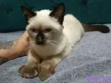 4 aylık siyam kedisi erkek