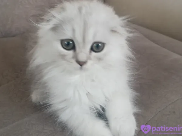 Scottish longhair erkek