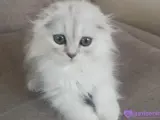 Scottish longhair erkek