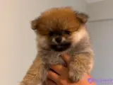 POMERANİAN BOO (AYI SURAT)