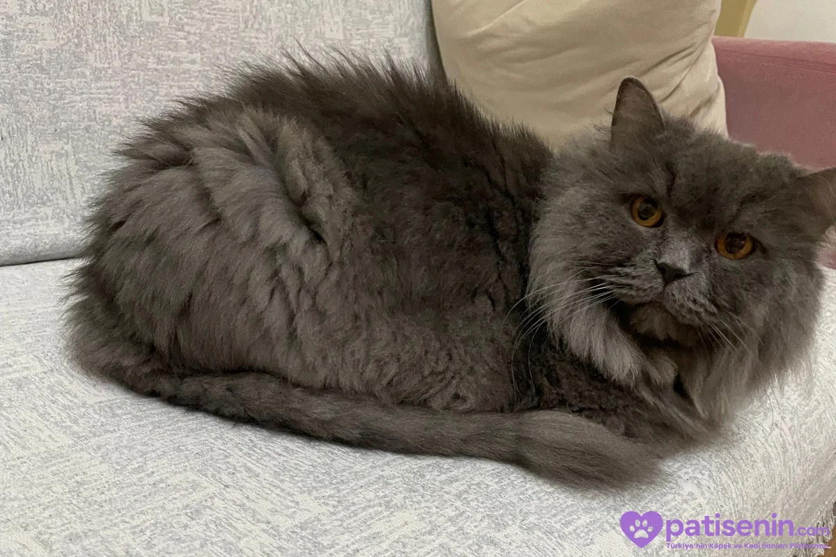 3yaşında British longhair 1