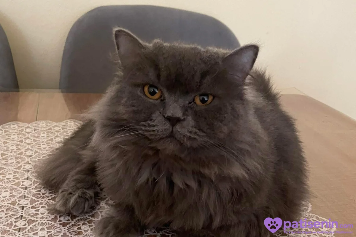 3yaşında British longhair 2