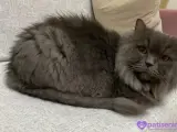 3yaşında British longhair