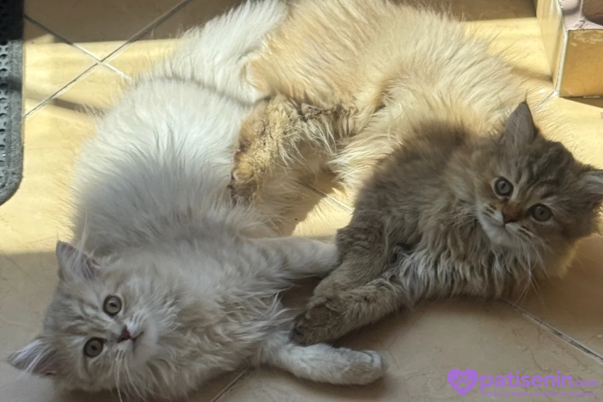 3 aylık dişi british longhair 6