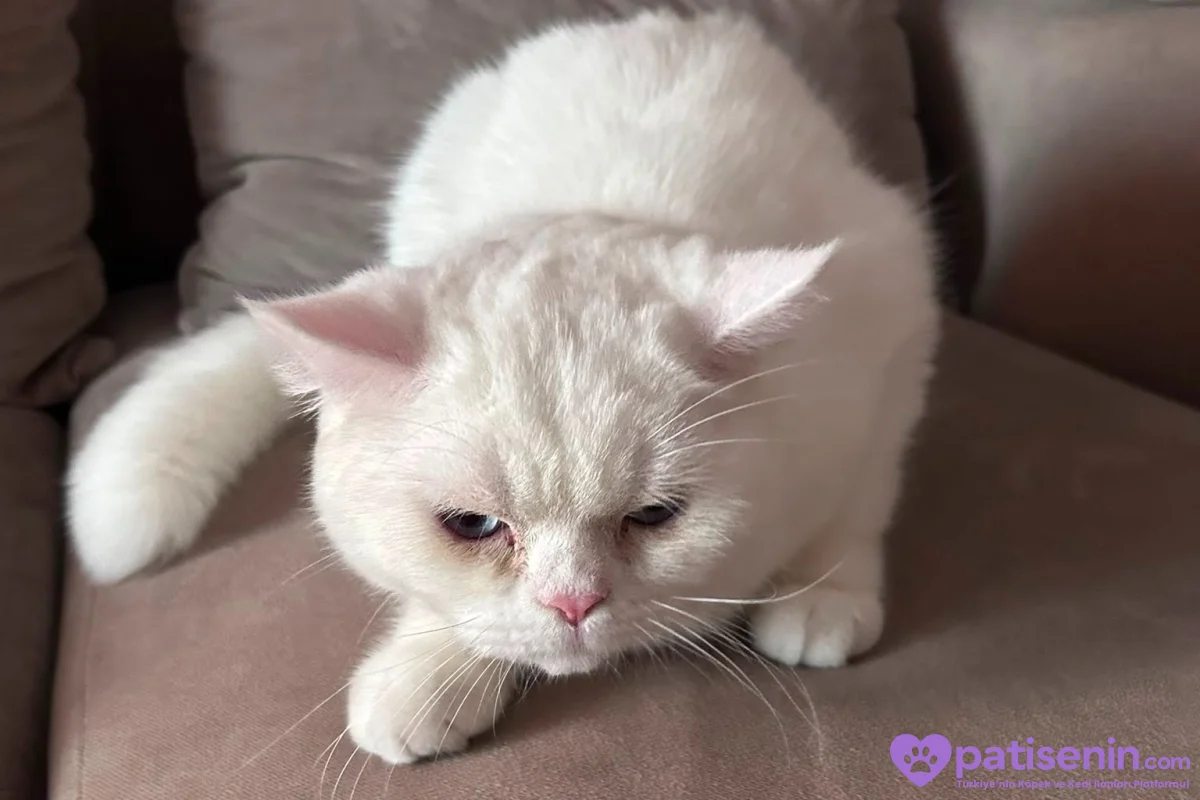 9 Aylık British shorthair 2