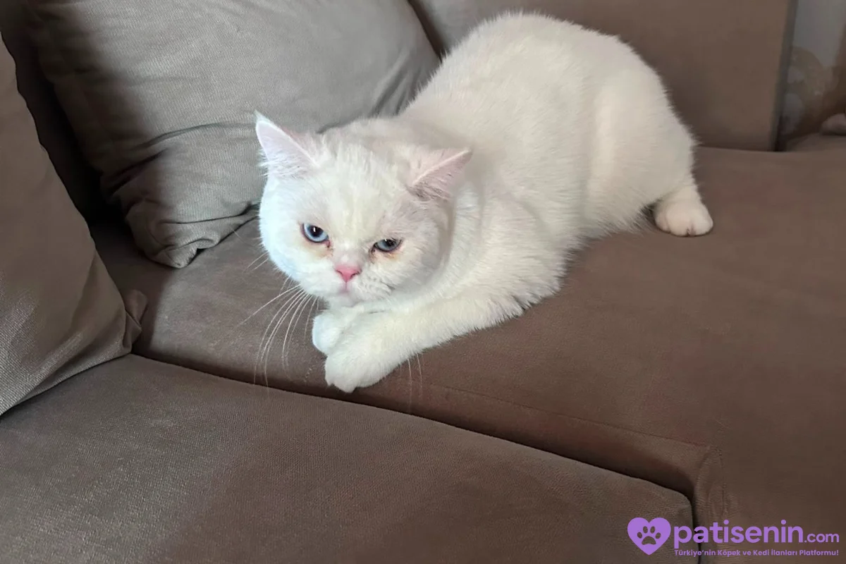 9 Aylık British shorthair 6