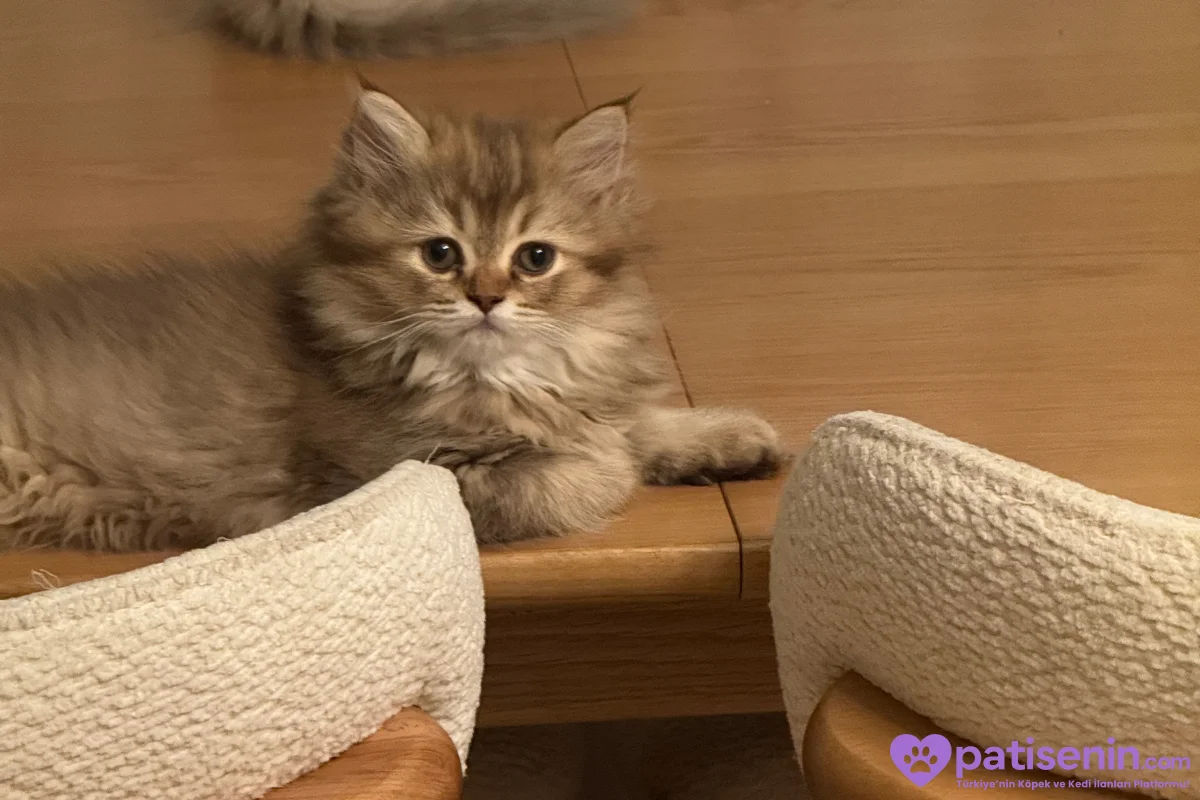3 aylık dişi british longhair 2