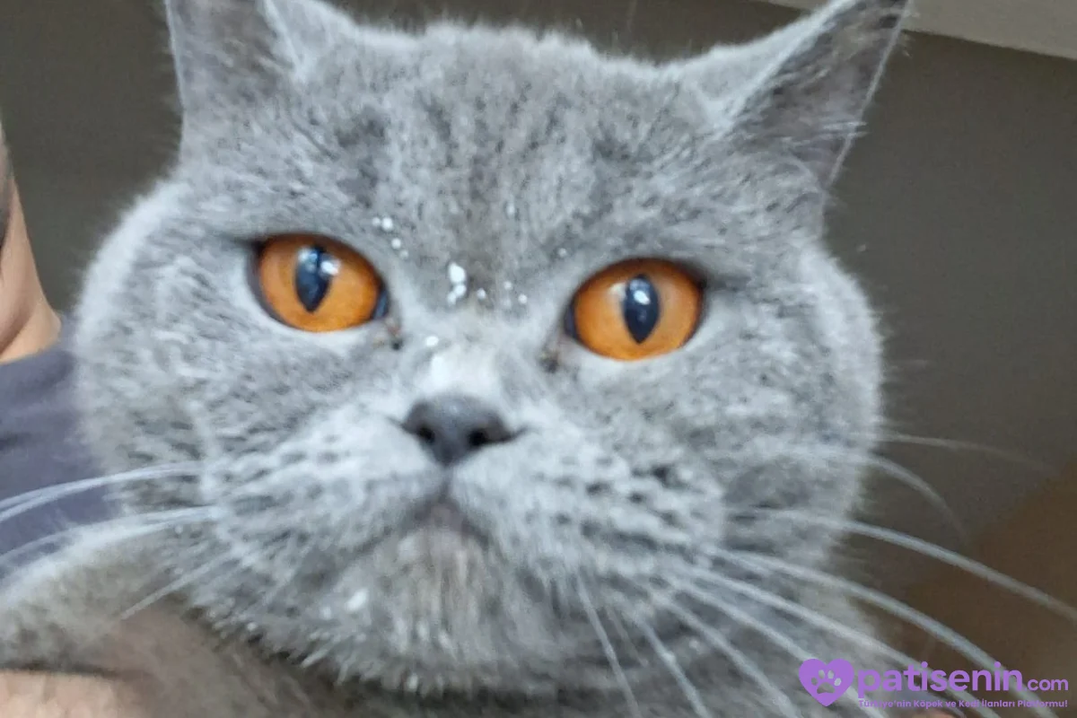 2 YAŞINDAKİ KEDİMİ SAHİPLENDİRMEK İSTİYORUM 1