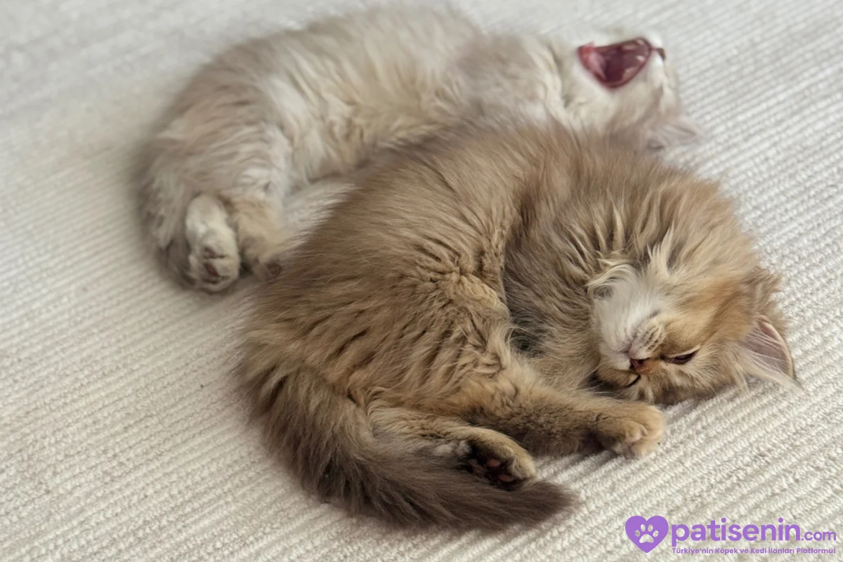 3 aylık dişi british longhair 3