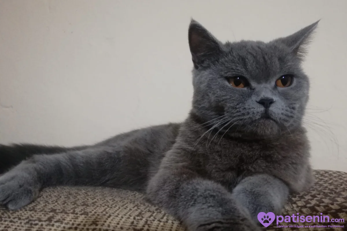2 YAŞINDAKİ KEDİMİ SAHİPLENDİRMEK İSTİYORUM 4