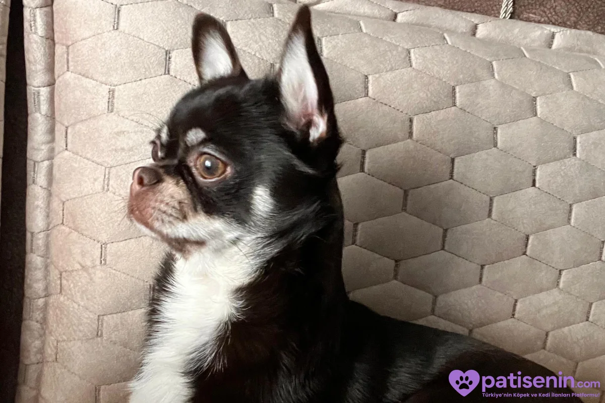Chihuahua Mocha 1