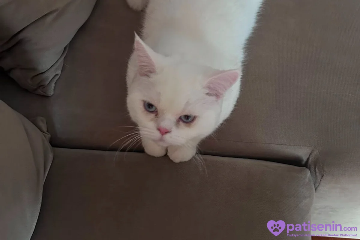 9 Aylık British shorthair 1