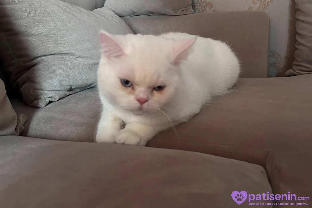 9 Aylık British shorthair 5