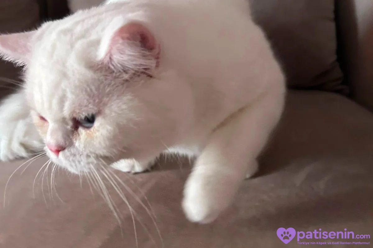9 Aylık British shorthair 7