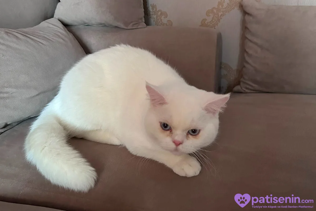 9 Aylık British shorthair 4