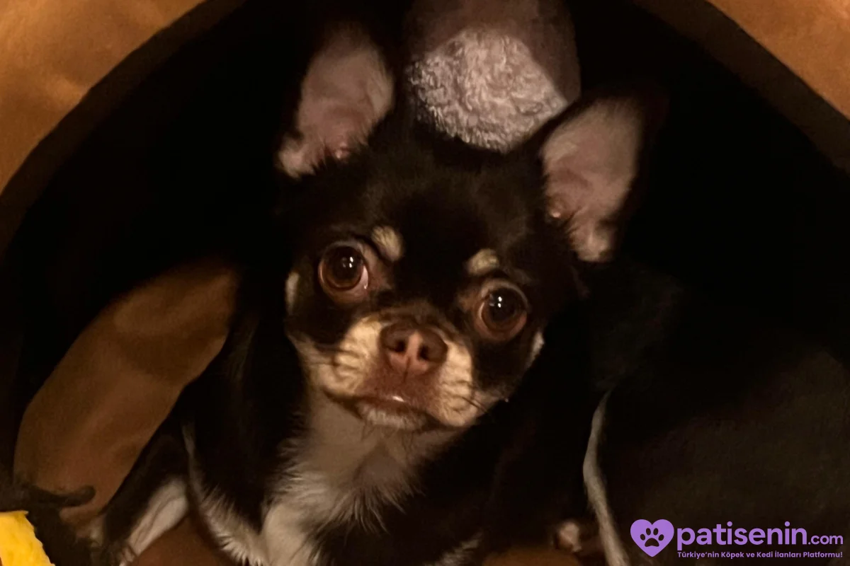 Chihuahua Mocha 2
