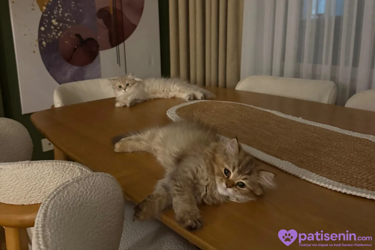 3 aylık dişi british longhair 5