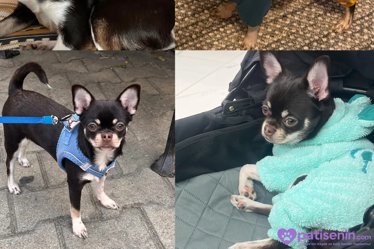 Chihuahua Mocha 3
