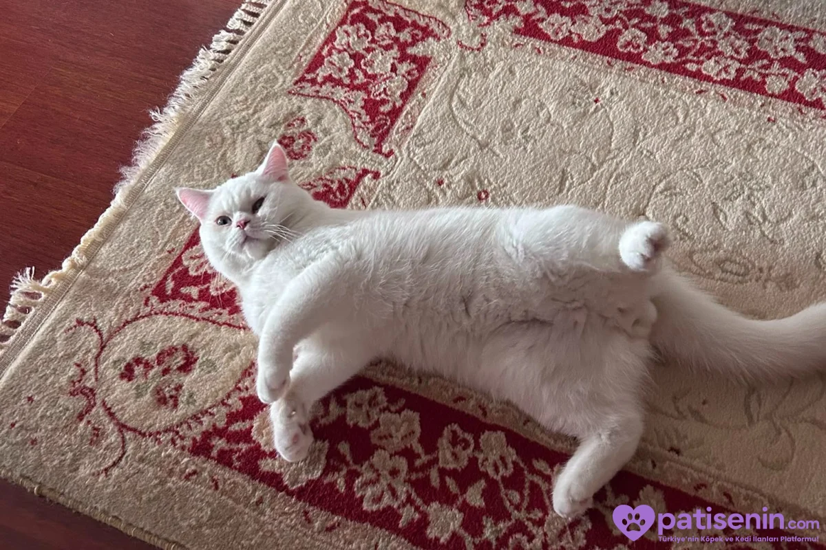 9 Aylık British shorthair 3