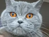 2 YAŞINDAKİ KEDİMİ SAHİPLENDİRMEK İSTİYORUM