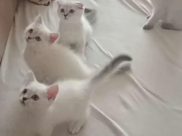 Evinizin neşesi olacak bebekler teslime hazır