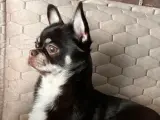 Chihuahua Mocha