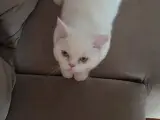 9 Aylık British shorthair