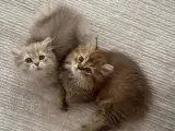 3 aylık dişi british longhair