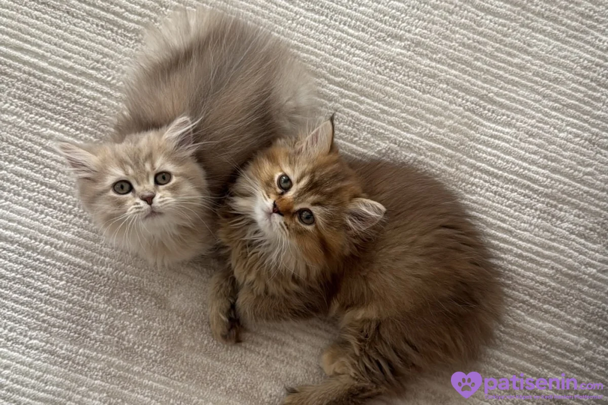 3 aylık dişi british longhair 1