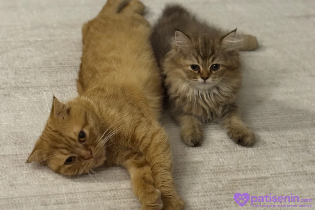3 aylık dişi british longhair 4
