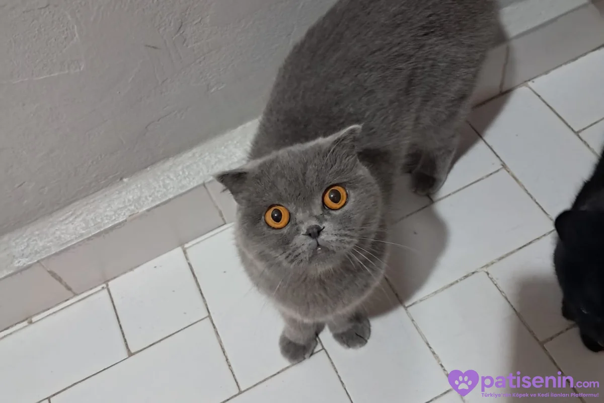 2 erkek Shootish Fold ve 3 dişi British shorthair 7