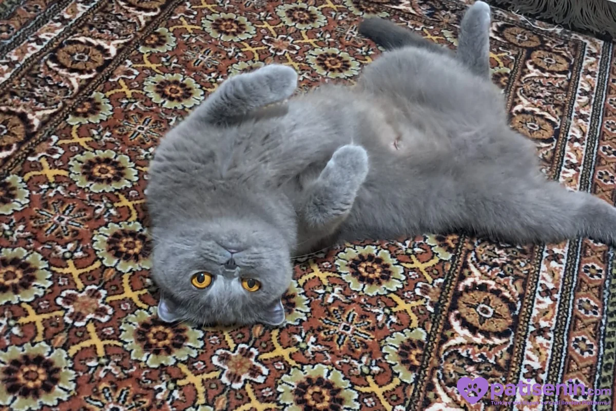 2 erkek Shootish Fold ve 3 dişi British shorthair 3