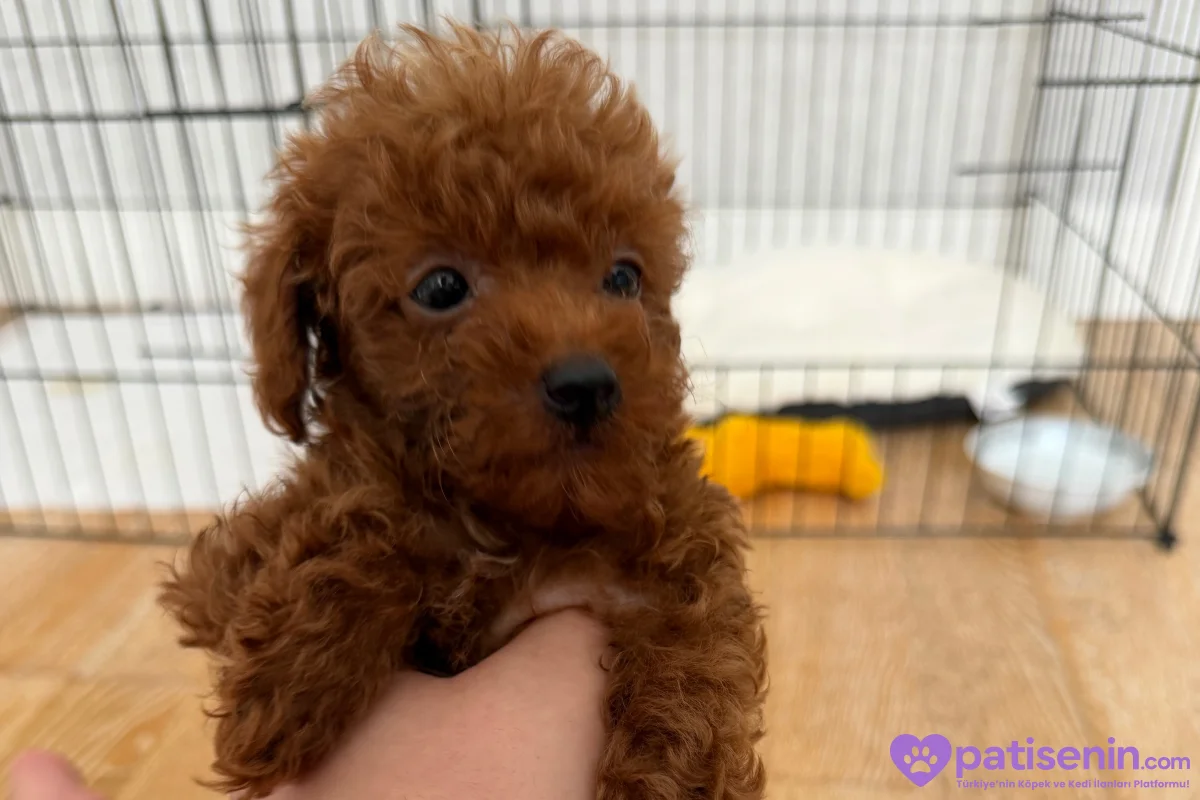 2.5 aylık Kore toy poodle redbrown erkek 1
