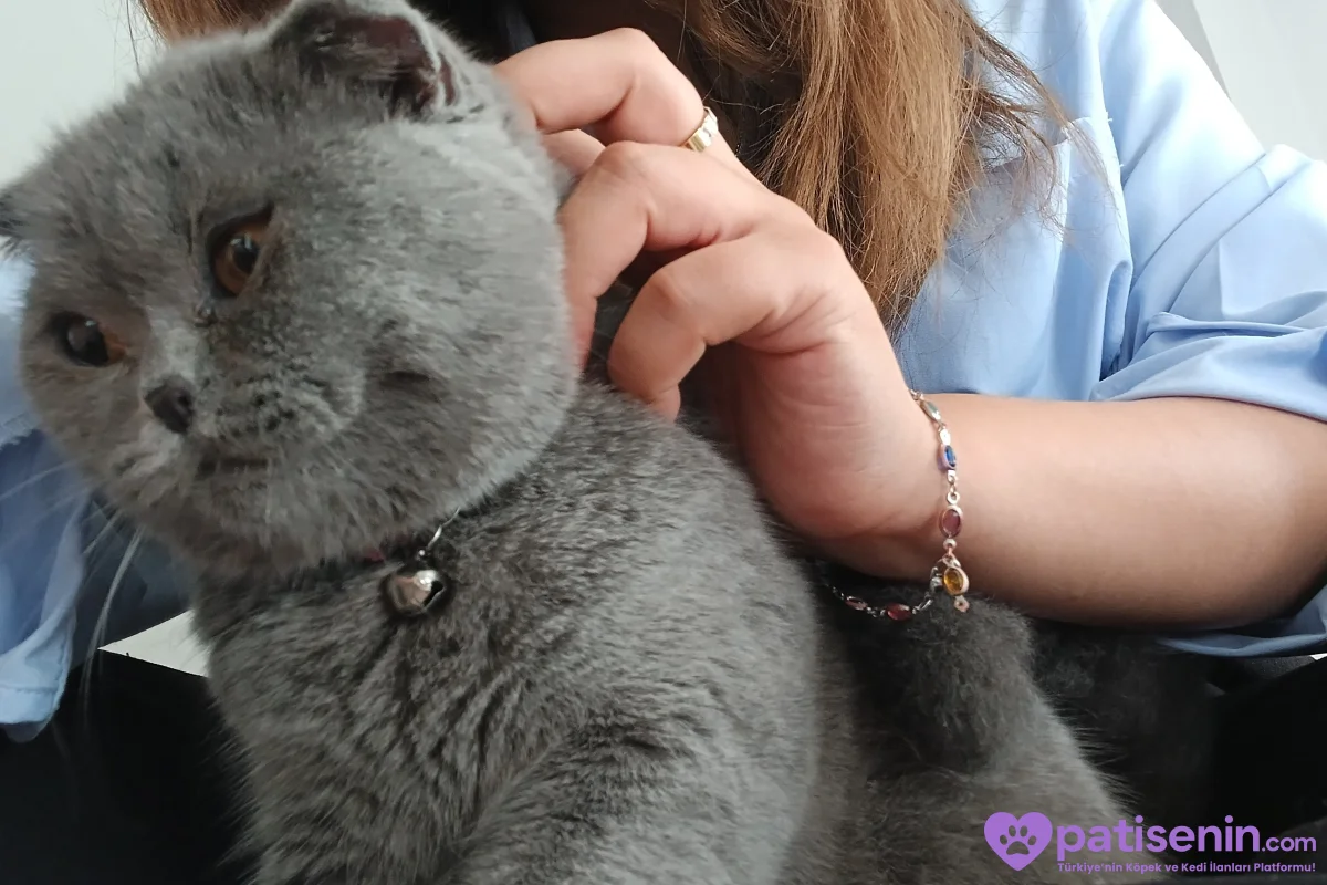 2 erkek Shootish Fold ve 3 dişi British shorthair 4