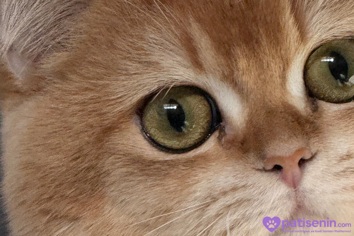 Safkan British Shorthair Kedimiz Çok Uysal 2