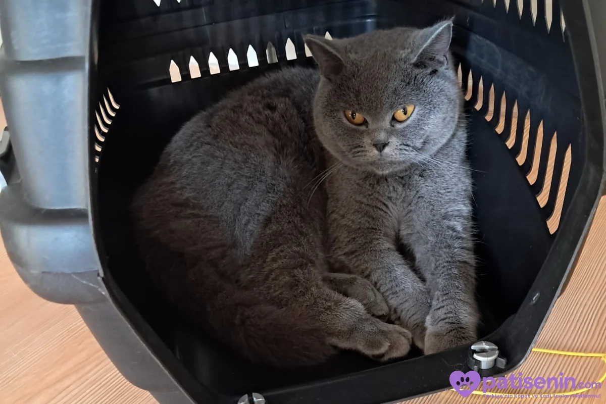 2 erkek Shootish Fold ve 3 dişi British shorthair 2