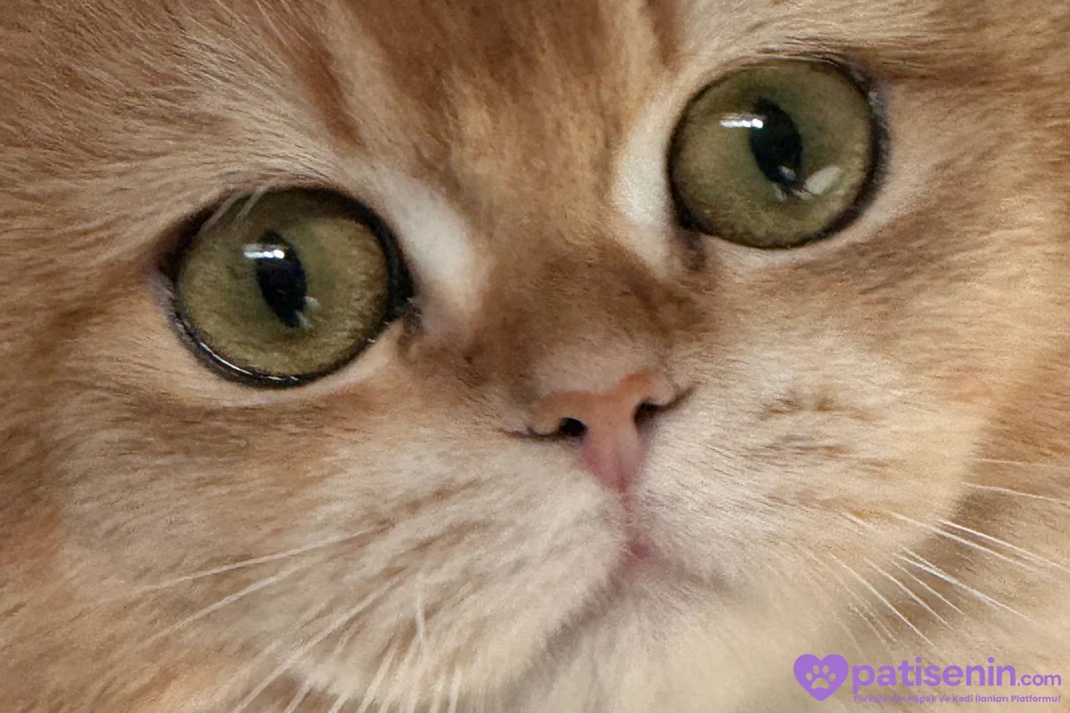Safkan British Shorthair Kedimiz Çok Uysal 3