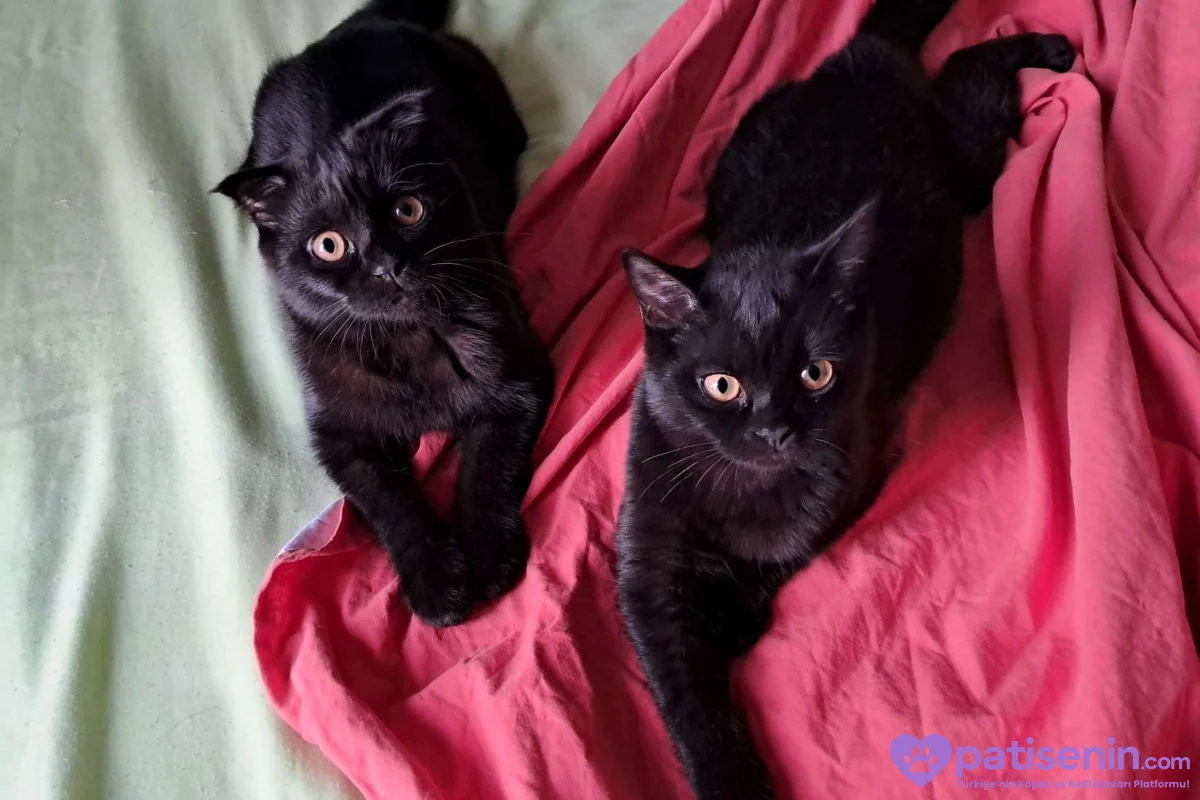 2 erkek Shootish Fold ve 3 dişi British shorthair 5