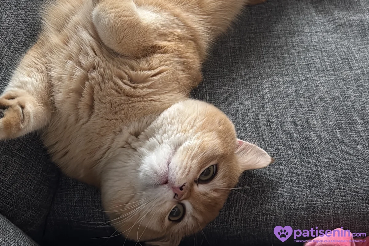 Safkan British Shorthair Kedimiz Çok Uysal 1