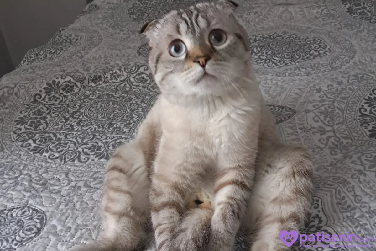 2 erkek Shootish Fold ve 3 dişi British shorthair 1
