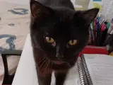 11 aylık erkek Shorthair
