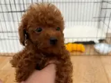 2.5 aylık Kore toy poodle redbrown erkek