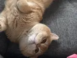 Safkan British Shorthair Kedimiz Çok Uysal