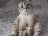 2 erkek Shootish Fold ve 3 dişi British shorthair