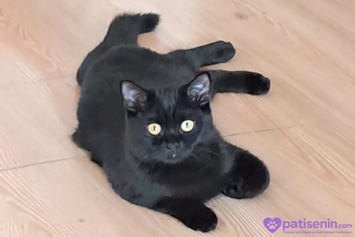 2 erkek Shootish Fold ve 3 dişi British shorthair 6